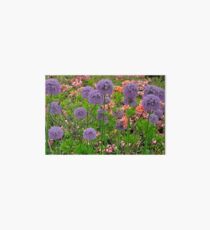 Purple allium flowers Art Board