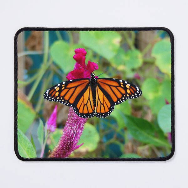 Item preview, Monarch Butterfly designed and sold by Frankie Cat Photography.