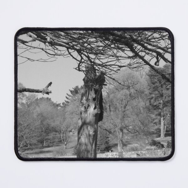 Item preview, Tree Stump In The Park - Monochrome designed and sold by lezvee.