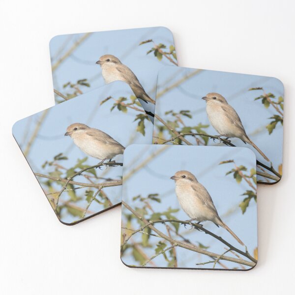 Item preview, Isabelline Shrike designed and sold by LaurenTucker.