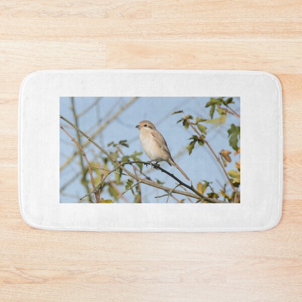 Item preview, Isabelline Shrike designed and sold by LaurenTucker.