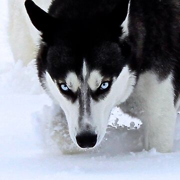 If Looks Could Kill Black and White Husky