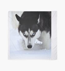 Wenn Blicke töten könnten - Black and White Husky Tuch