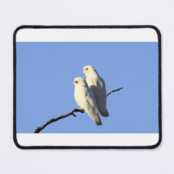 Item preview, Little Corellas perched on a branch designed and sold by BirdsAlive.