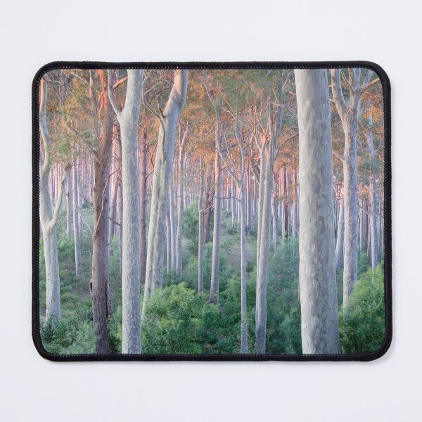 Item preview, Spotted gum forest sunrise designed and sold by Brett Thompson.