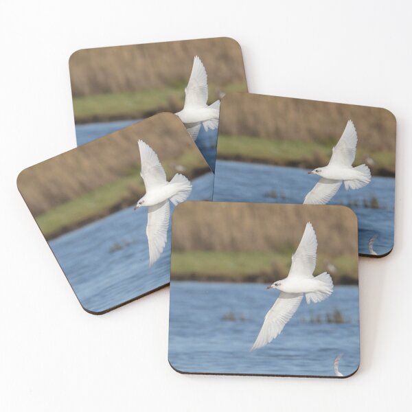 Item preview, Mediterranean Gull designed and sold by LaurenTucker.