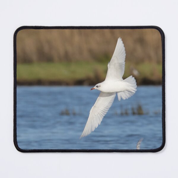 Item preview, Mediterranean Gull designed and sold by LaurenTucker.