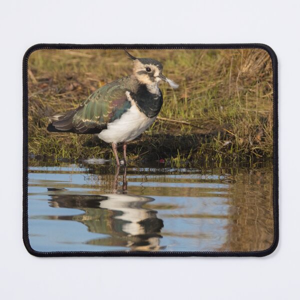 Item preview, Lapwing designed and sold by LaurenTucker.