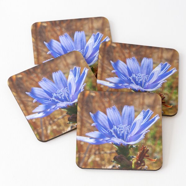 Item preview, Chicory in Fall designed and sold by MZukoPhoto.
