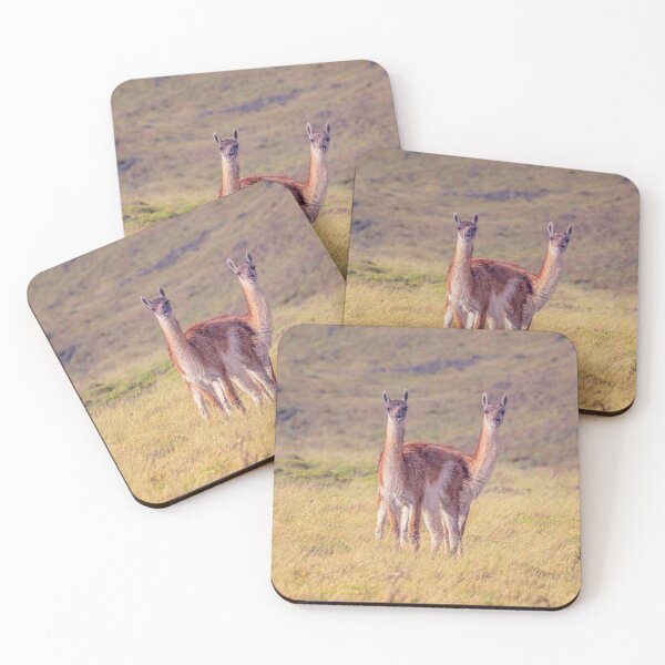 Item preview, Guanaco Pair Patagonia Argentina designed and sold by PhotoArt by Joan Carroll.