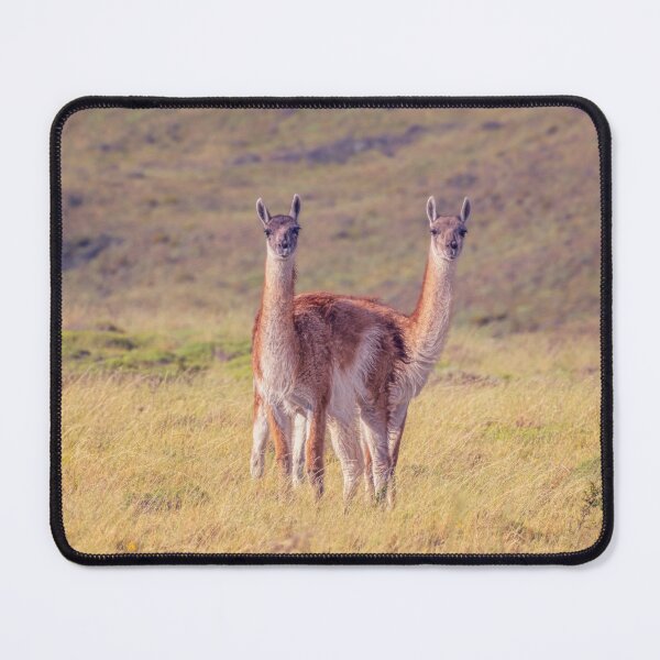 Item preview, Guanaco Pair Patagonia Argentina designed and sold by PhotoArt by Joan Carroll.