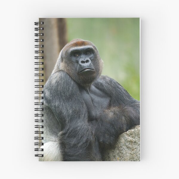 Item preview, Resting Silverback designed and sold by rawshutterbug.