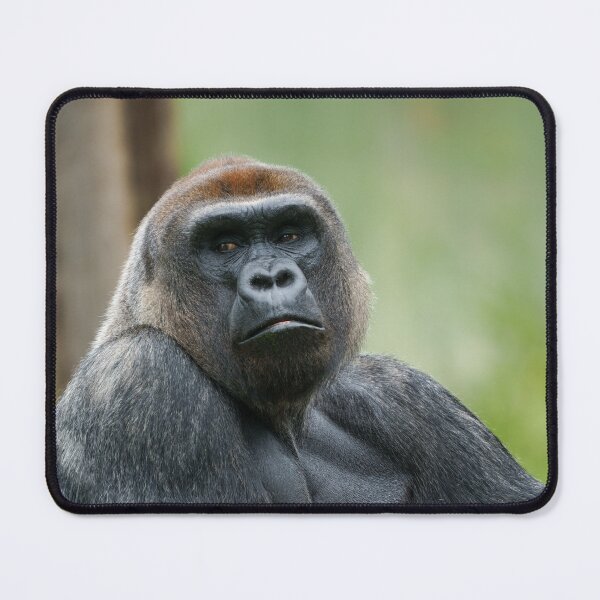 Item preview, Resting Silverback designed and sold by rawshutterbug.
