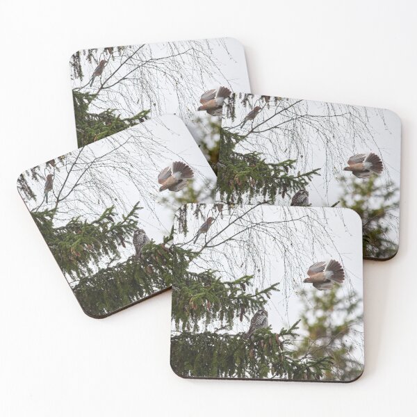 Item preview, Jayed. Northern hawk-owl designed and sold by Jouko Lehto Photography.