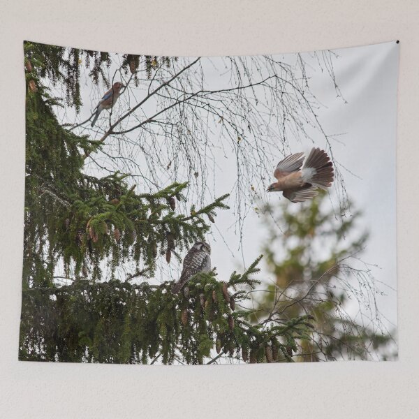 Item preview, Jayed. Northern hawk-owl designed and sold by Jouko Lehto Photography.