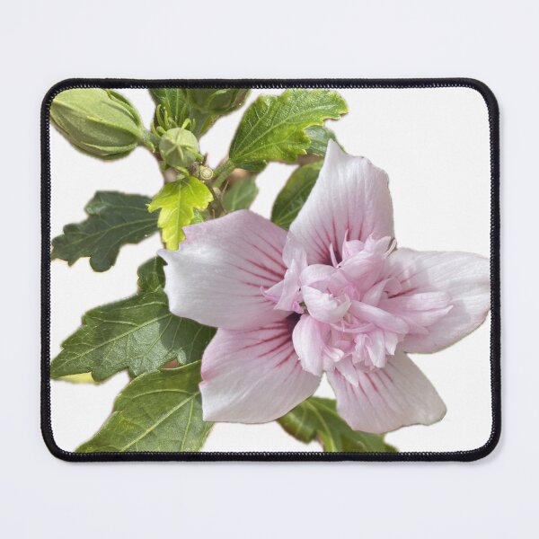 Item preview, Pink hibiscus designed and sold by sonaadalian.