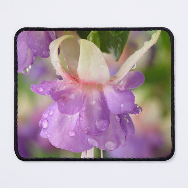 Item preview,  Fuchsia 'Prince George' designed and sold by Chris Burrows.