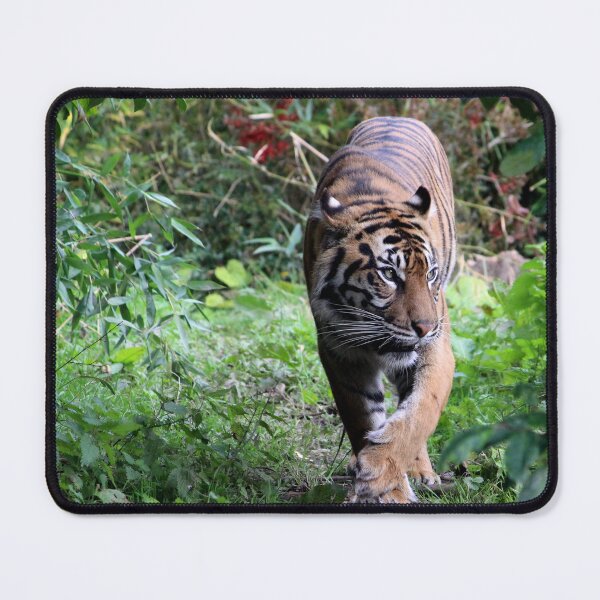Item preview, Tiger at Chester Zoo designed and sold by AnthonyThomas.