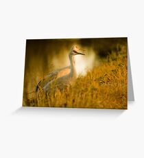 Sandhill Cranes Greeting Card