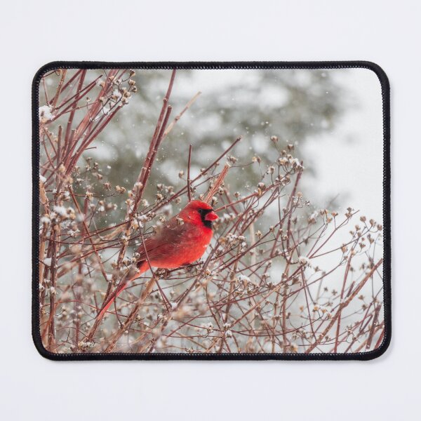 Item preview, Winter Male Cardinal Photograph NH designed and sold by RealmOfImages.