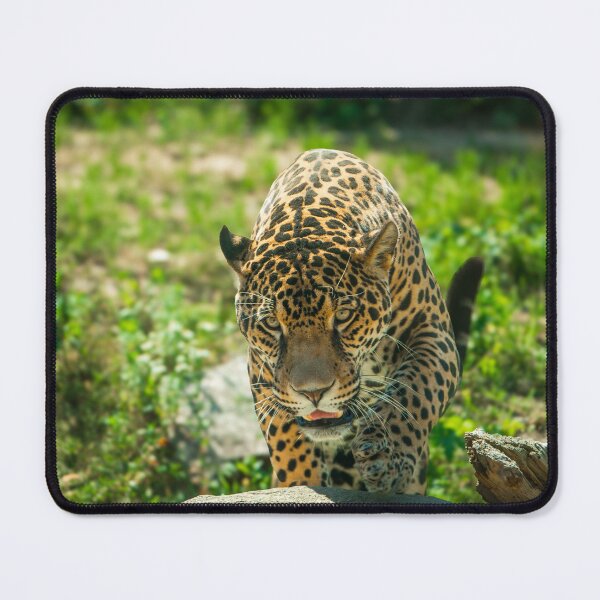 Item preview, Leopard Approaching Photograph designed and sold by RealmOfImages.