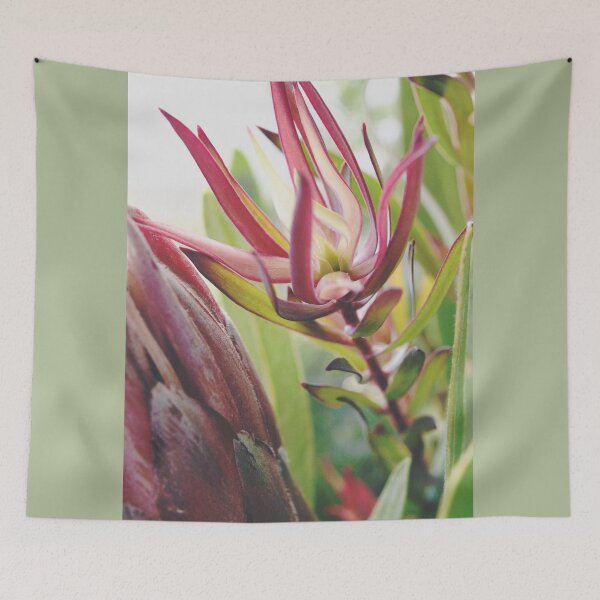 Item preview, South Africa Native - Leucadendron designed and sold by imaginethis.