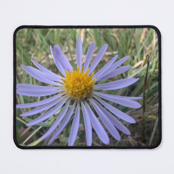 Item preview, A Single Pacific Asrer designed and sold by Betsy Phillips.