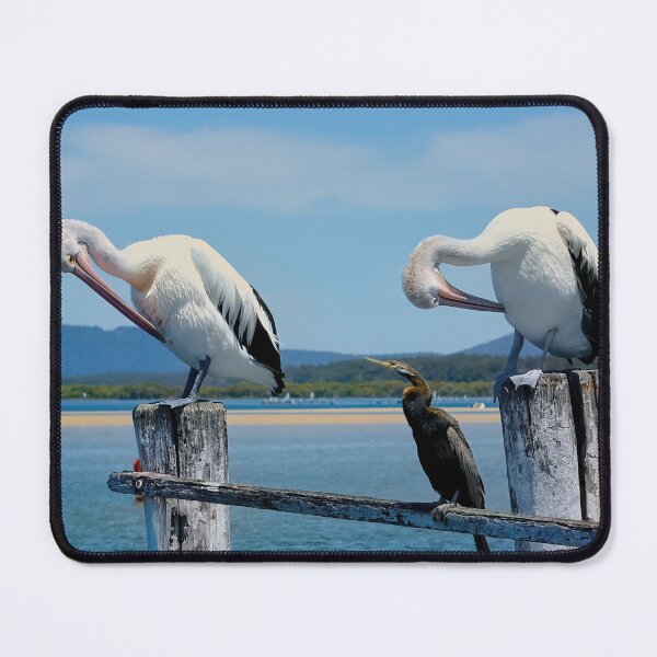 Item preview, Pelicans Tuncurry 50001 designed and sold by kevin Chippindall.