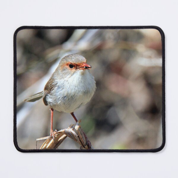 Item preview, Fairywren perched on a branch designed and sold by BirdsAlive.