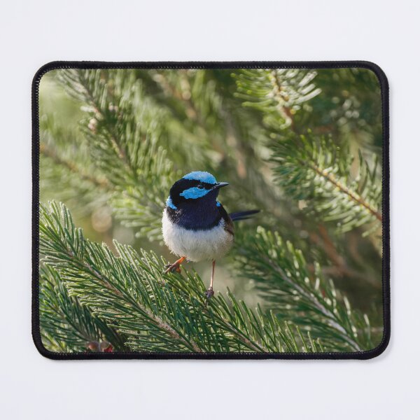 Item preview, Superb Fairywren Among the Pines designed and sold by AvianAdventures.