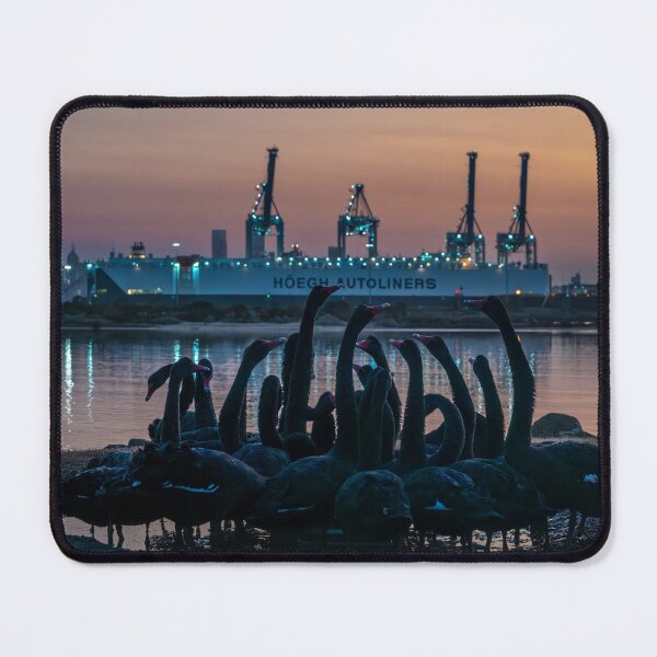 Item preview, Swans Drinking, Williamstown designed and sold by Kate Powick.