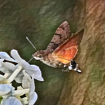 Artwork thumbnail, Moth Magic In Slumber by Fearless-Fox