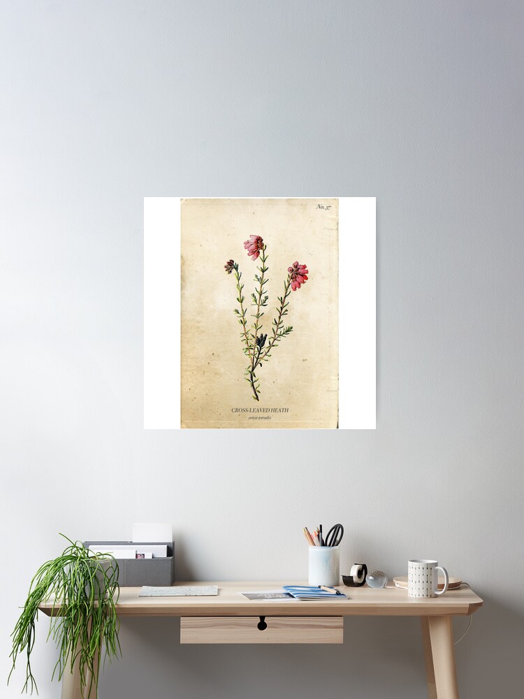Thumbnail 1 of 3, Poster, Cross-Leaved Heath designed and sold by enami.