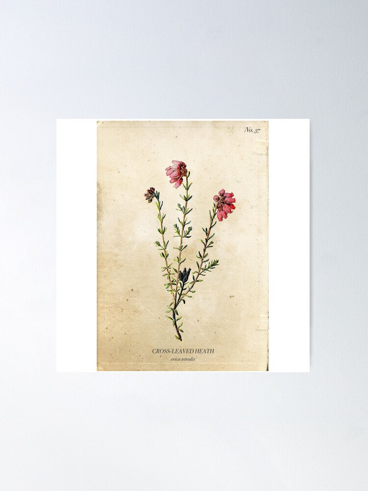 Thumbnail 2 of 3, Poster, Cross-Leaved Heath designed and sold by enami.
