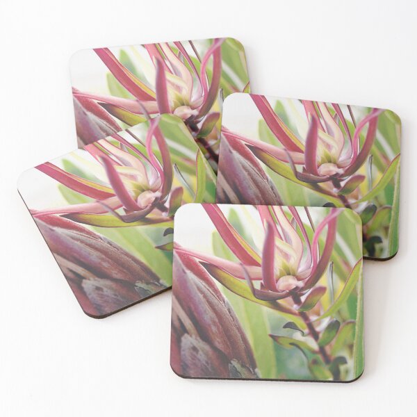 Item preview, South Africa Native - Leucadendron designed and sold by imaginethis.