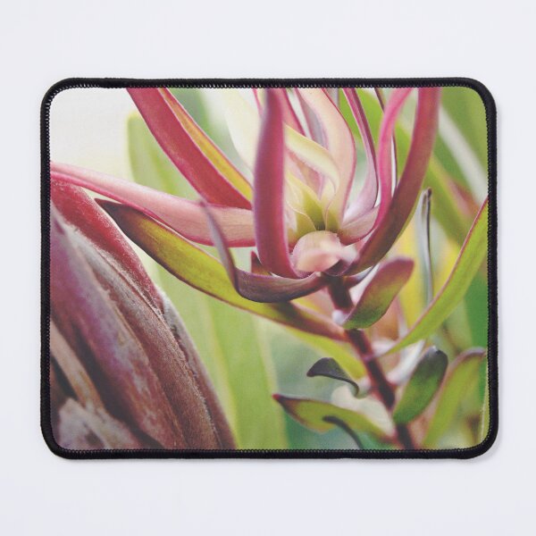 Item preview, South Africa Native - Leucadendron designed and sold by imaginethis.