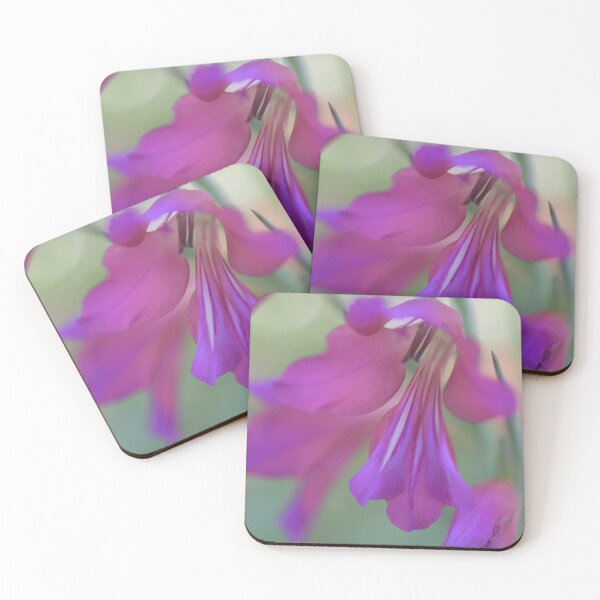 Item preview, Gladiolus byzantinus designed and sold by imaginethis.