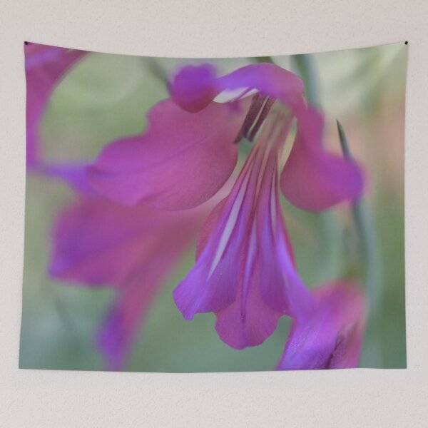 Item preview, Gladiolus byzantinus designed and sold by imaginethis.