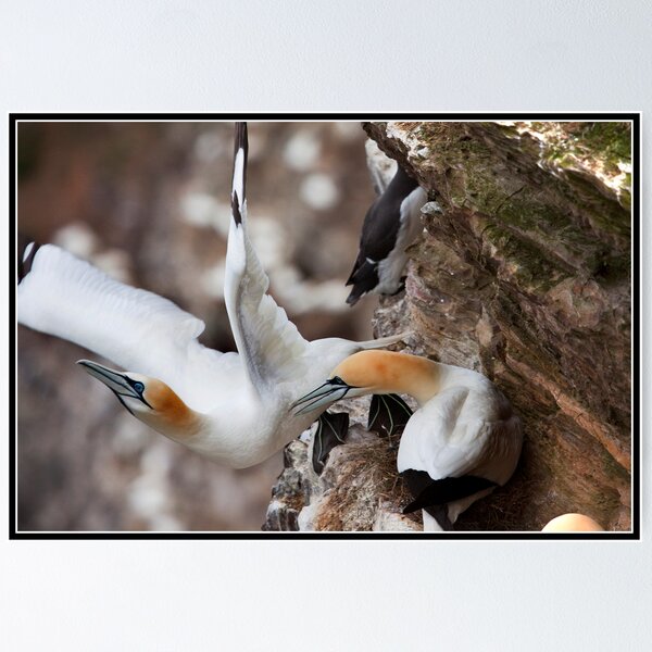 Item preview, One small step for Gannet kind! designed and sold by Shaun Whiteman.