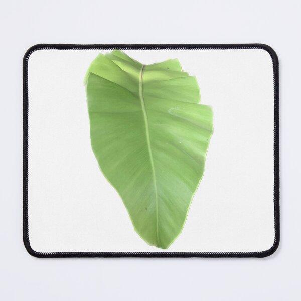 Item preview, Asplenium nidus L.,  Aspleniaceae, Bird’s Nest Fern leaf isolated on white background  designed and sold by pipikijung.