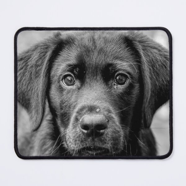 Item preview, Cute Black Labrador Puppy designed and sold by HelkoryoArt.