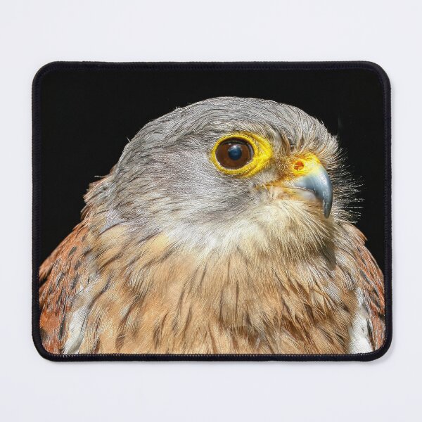 Item preview, Kestrel Portrait 1 designed and sold by HelkoryoArt.