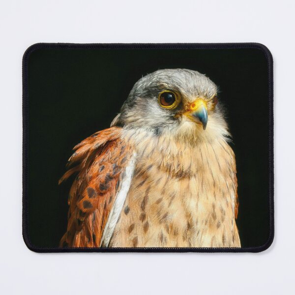 Item preview, Kestrel Portrait 3 designed and sold by HelkoryoArt.