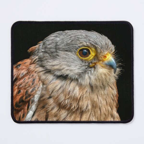Item preview, Kestrel Portrait 4 designed and sold by HelkoryoArt.