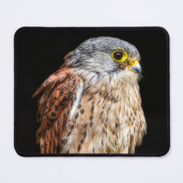 Item preview, Kestrel Portrait 5 designed and sold by HelkoryoArt.