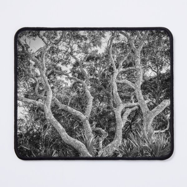 Item preview, Florida Scrub Oaks BW X100   designed and sold by RichFrancoCars.