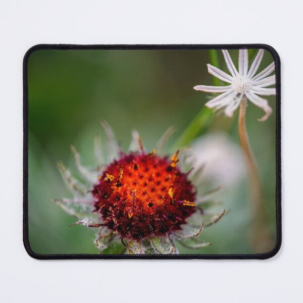 Item preview, Shoulda seen me last Week Glacier National Park 102 designed and sold by RichFrancoCars.