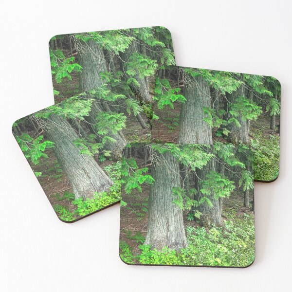 Item preview, Seeing Cedars Glacier National Park 102 designed and sold by RichFrancoCars.