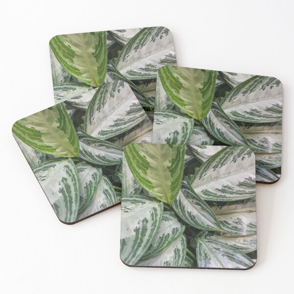 Item preview, Aglaonema Nitidum Silver Bay designed and sold by Gaboro.
