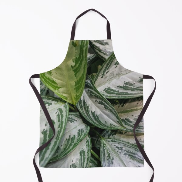 Item preview, Aglaonema Nitidum Silver Bay designed and sold by Gaboro.